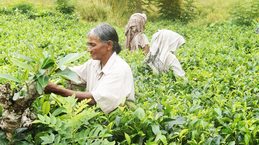 tea plantation in sri lanka